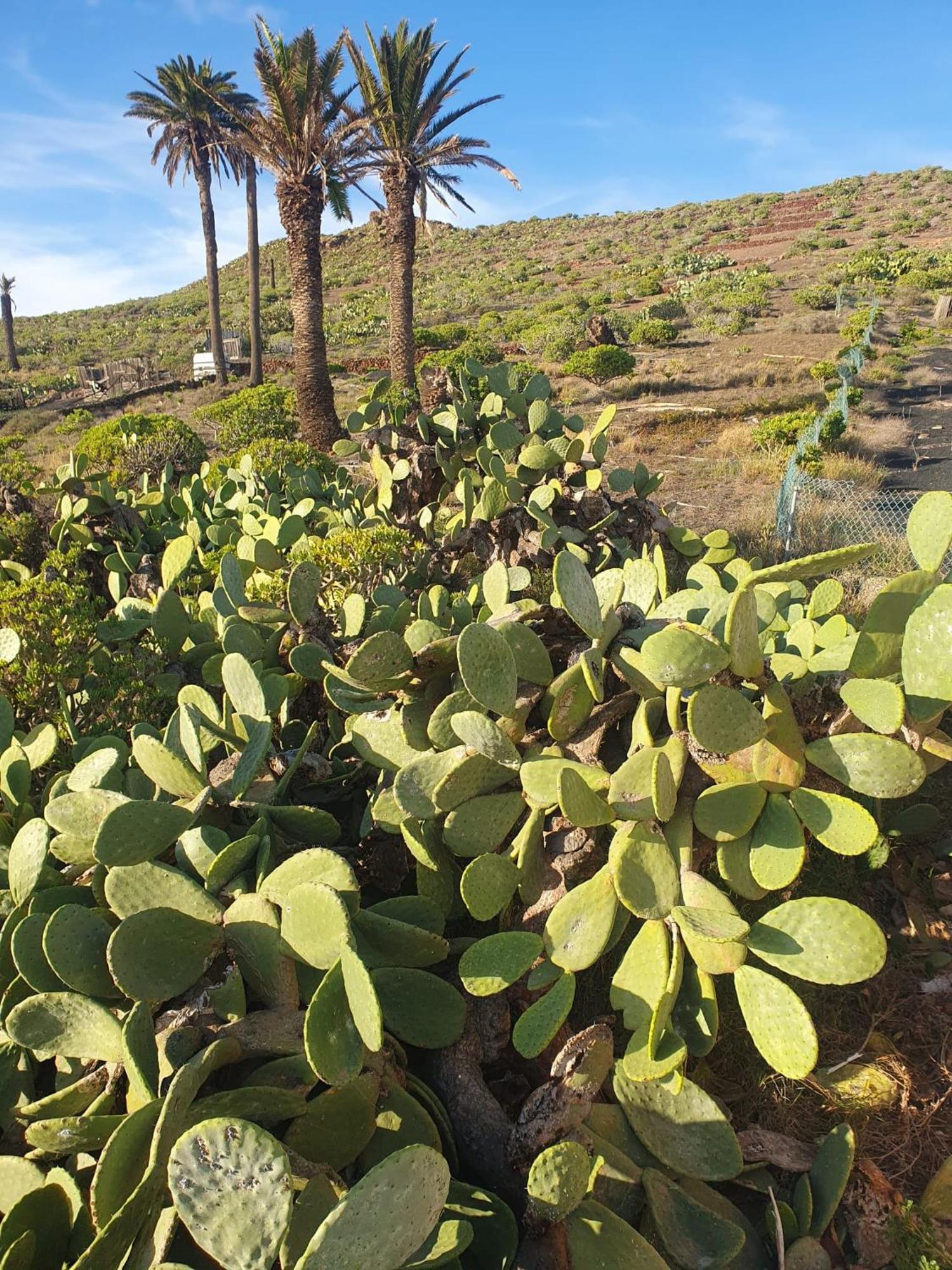 Casa La Tunera, Country House, Haria, Lanzarote Eksteriør billede